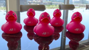 Pink Duck Race - Van Wellen Group